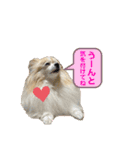 世界一かわいいモカちゃんシリーズ第3段（個別スタンプ：10）