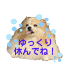 世界一かわいいモカちゃんシリーズ第3段（個別スタンプ：11）
