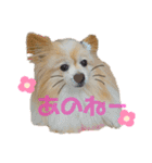 世界一かわいいモカちゃんシリーズ第3段（個別スタンプ：12）