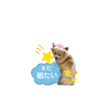世界一かわいいモカちゃんシリーズ第3段（個別スタンプ：13）