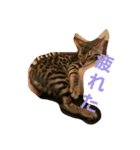 ベンガル猫のティグ♥（個別スタンプ：4）