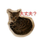 ベンガル猫のティグ♥（個別スタンプ：5）