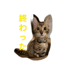 ベンガル猫のティグ♥（個別スタンプ：6）