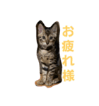 ベンガル猫のティグ♥（個別スタンプ：7）