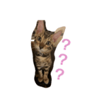 ベンガル猫のティグ♥（個別スタンプ：9）