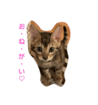 ベンガル猫のティグ♥（個別スタンプ：11）