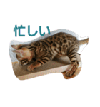 ベンガル猫のティグ♥（個別スタンプ：14）
