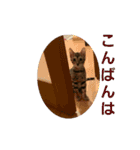ベンガル猫のティグ♥（個別スタンプ：15）