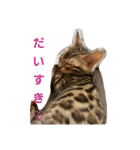 ベンガル猫のティグ♥（個別スタンプ：16）