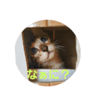 ベンガル猫のティグ♥（個別スタンプ：23）