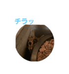 ベンガル猫のティグ♥（個別スタンプ：24）