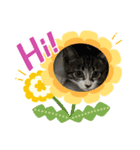 猫のイブちゃんスタンプ（個別スタンプ：1）