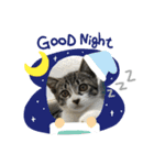 猫のイブちゃんスタンプ（個別スタンプ：4）