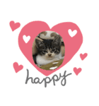 猫のイブちゃんスタンプ（個別スタンプ：5）
