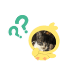 猫のイブちゃんスタンプ（個別スタンプ：7）