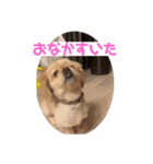 可愛い可愛い可愛いにこぱりちゃん♡（個別スタンプ：1）