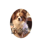可愛い可愛い可愛いにこぱりちゃん♡（個別スタンプ：4）