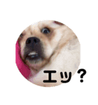 可愛い可愛い可愛いにこぱりちゃん♡（個別スタンプ：5）