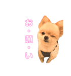 メーさんスタンプ（個別スタンプ：5）