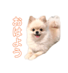 メーさんスタンプ（個別スタンプ：8）