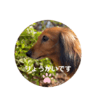 メロディのkawaiiスタンプ（個別スタンプ：8）
