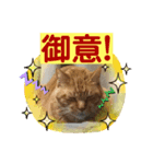 我が家にゃん4（個別スタンプ：1）