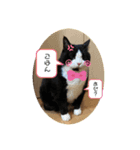 我が家にゃん4（個別スタンプ：2）
