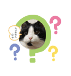 我が家にゃん4（個別スタンプ：4）