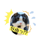 我が家にゃん4（個別スタンプ：5）