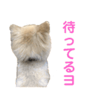 こてつの日常スタンプ 第2弾（個別スタンプ：26）