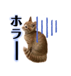 わたしのまーちゃん（個別スタンプ：24）