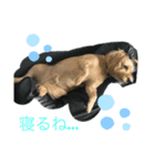 トイプー×ウェスティーのふてくされmix（個別スタンプ：1）