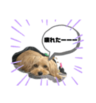 トイプー×ウェスティーのふてくされmix（個別スタンプ：3）