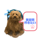 トイプー×ウェスティーのふてくされmix（個別スタンプ：6）