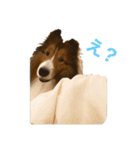 シェルティー✩ チェリパルスタンプ（個別スタンプ：1）