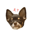 KONA♂ver.1（個別スタンプ：1）