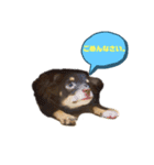 KONA♂ver.1（個別スタンプ：4）