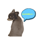 KONA♂ver.1（個別スタンプ：6）