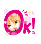 Cocoちゃんにゃんこちゃんスタンプ（個別スタンプ：1）