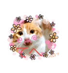 Cocoちゃんにゃんこちゃんスタンプ（個別スタンプ：3）