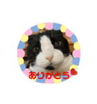 我が家にゃん2（個別スタンプ：3）