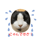 我が家にゃん2（個別スタンプ：4）