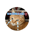 我が家にゃん2（個別スタンプ：5）