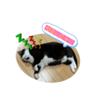 我が家にゃん2（個別スタンプ：6）
