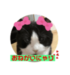 我が家にゃん2（個別スタンプ：8）
