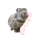 うさぎのホイップ幸せな毎日Vol.2（個別スタンプ：2）