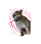 うさぎのホイップ幸せな毎日Vol.2（個別スタンプ：3）