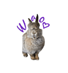 うさぎのホイップ幸せな毎日Vol.2（個別スタンプ：4）