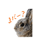 うさぎのホイップ幸せな毎日Vol.2（個別スタンプ：5）