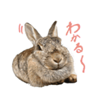 うさぎのホイップ幸せな毎日Vol.2（個別スタンプ：10）